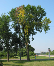 Infected tree by Dutch elm disease.